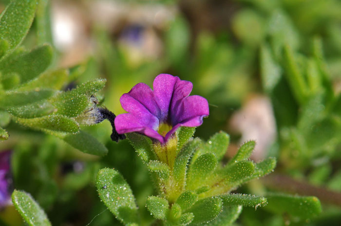 Seaside Petunia has showy purple flowers often with a whitish throat. Seaside Petunia blooms from April to September. Calibrachoa parviflora